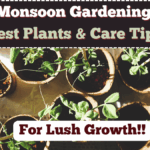Pune Monsoon Gardening Guide 2025 – Best Plants & Care Tips for Lush Growth