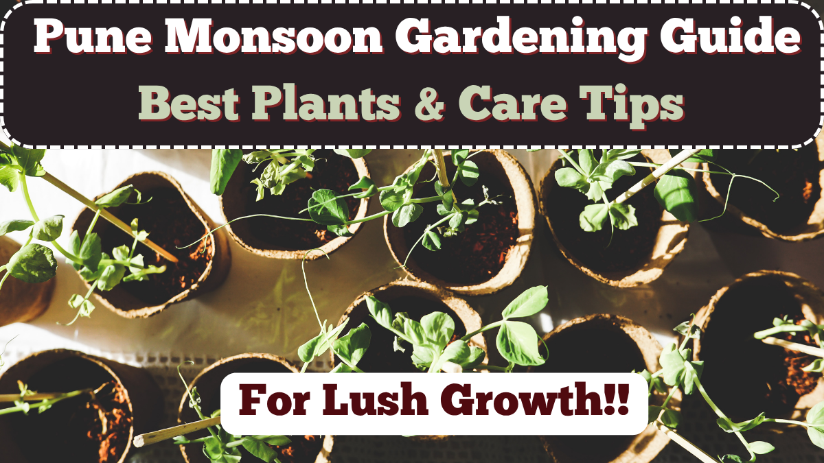 Pune Monsoon Gardening Guide 2025 – Best Plants & Care Tips for Lush Growth