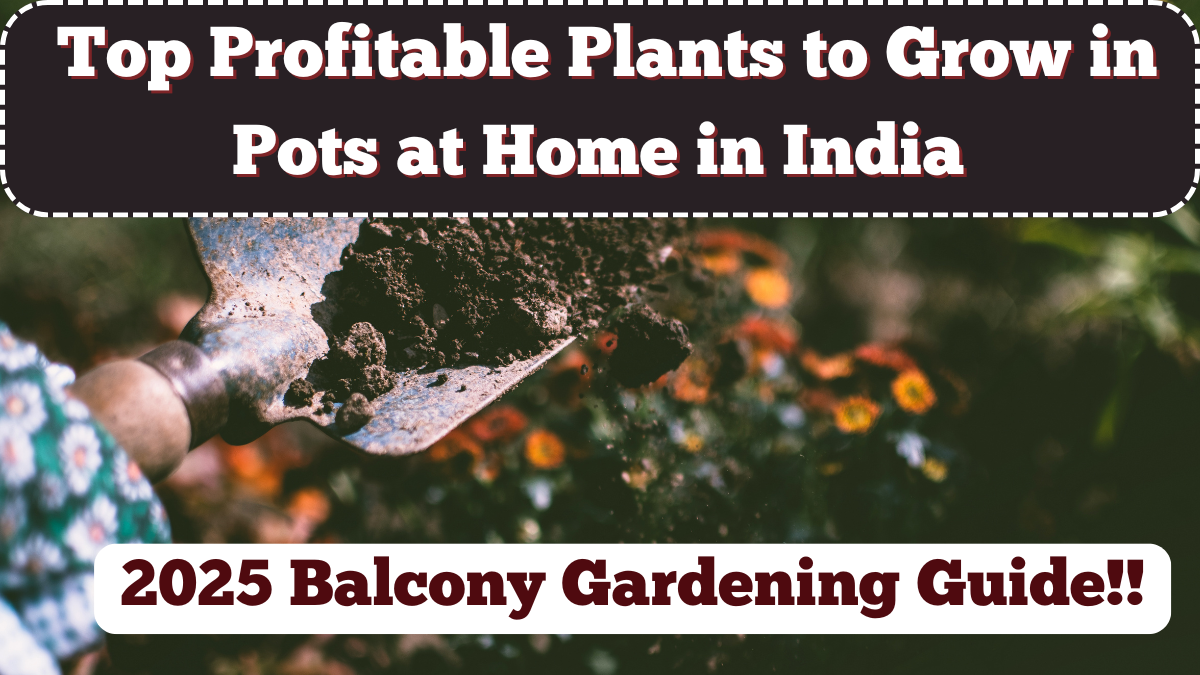 Top Profitable Plants to Grow in Pots at Home in India – 2025 Balcony Gardening Guide