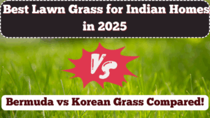 Best Lawn Grass for Indian Homes in 2025 – Bermuda vs Korean Grass Compared