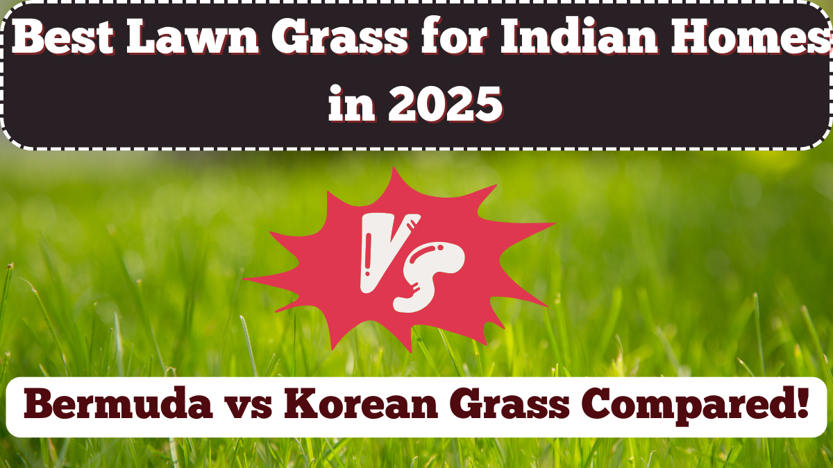 Best Lawn Grass for Indian Homes in 2025 – Bermuda vs Korean Grass Compared